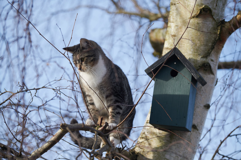 katt ved fuglehus i tre